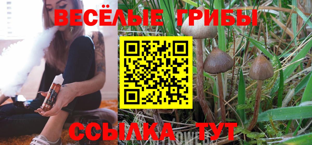 Галлюциногенные грибы Psilocybine cubensis Железногорск